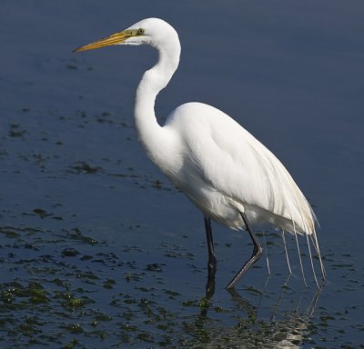 Great Egret