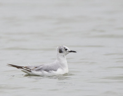 Franklin's Gull,first winter