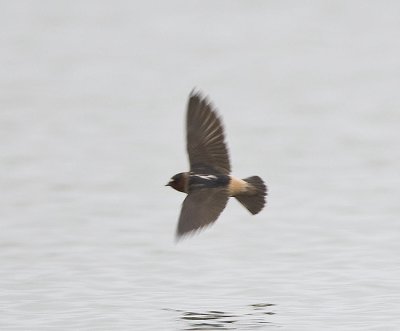 Chiff Swallow,adult Northern