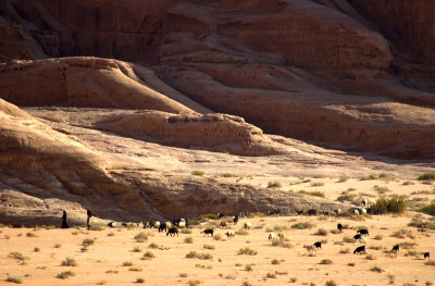 Wadi Rum, troupeau