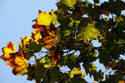 DSC_0436.jpg