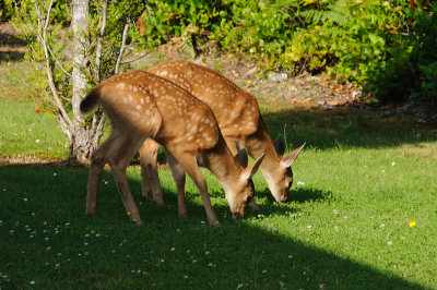 DSC_7534.JPG