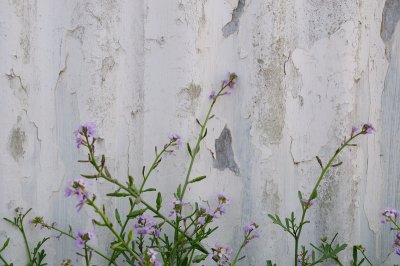 DSC_7926.JPG