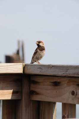 DSC_7961.JPG