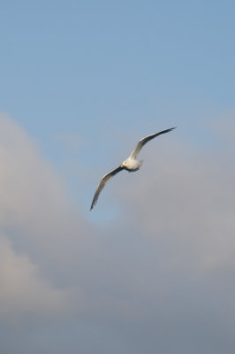 DSC_8340.JPG