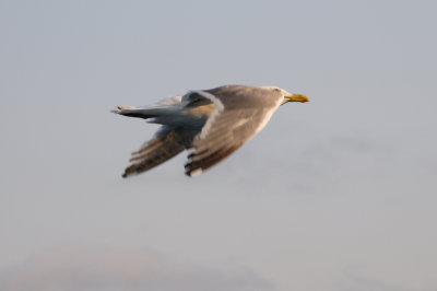 DSC_8346.JPG