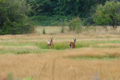 DSC_8529.JPG