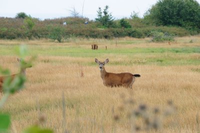 DSC_8532.JPG