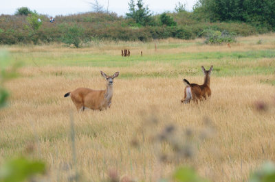 DSC_8534.JPG