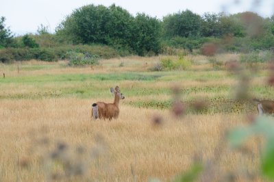 DSC_8537.JPG