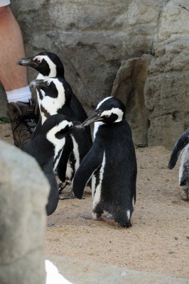 DSC_8933.JPG
