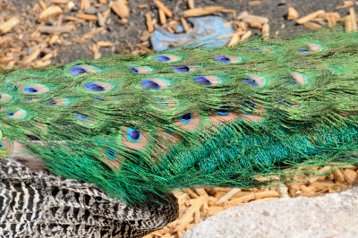 DSC_9006.JPG