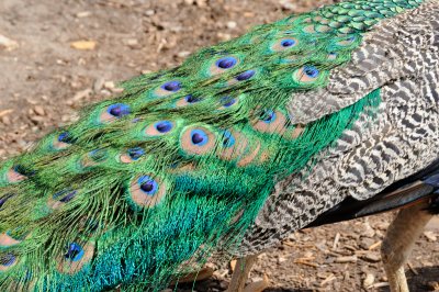 DSC_9016.JPG