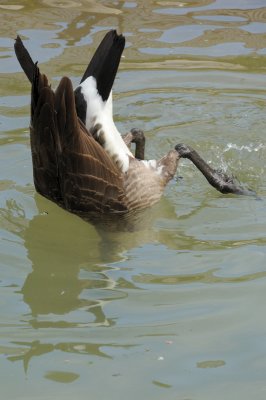 DSC_9082.JPG