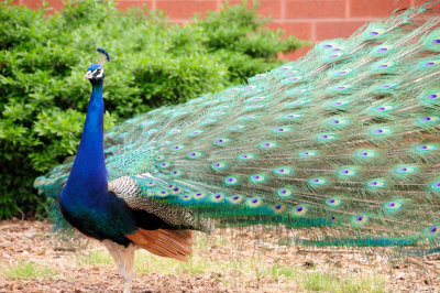 DSC_9130.JPG