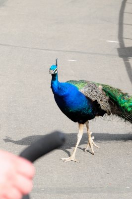 DSC_9175.JPG