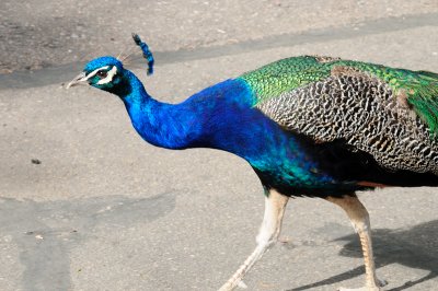 DSC_9178.JPG