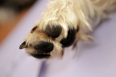 DSC_9388.JPG