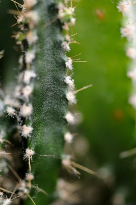 DSC_9454.JPG