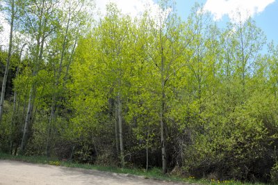 DSC_9550.JPG