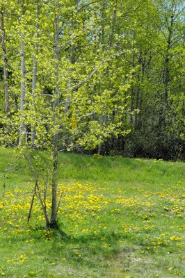 DSC_9631.JPG