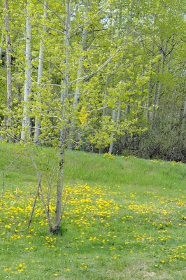 DSC_9633.JPG