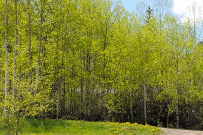 DSC_9652.JPG