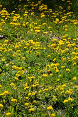 DSC_9752.JPG