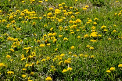 DSC_9753.JPG