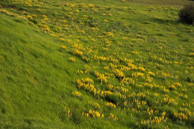 DSC_0533.JPG