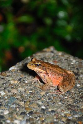 DSC_2132.JPG