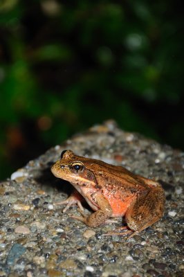 DSC_2133.JPG