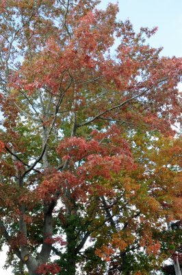 DSC_2576.JPG