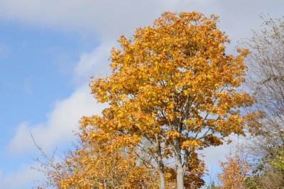 DSC_2627.JPG