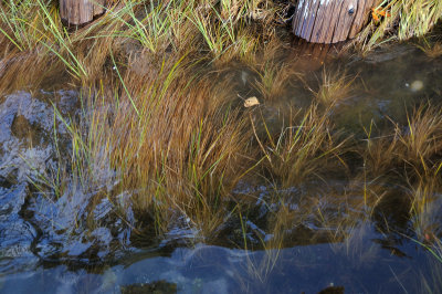 DSC_2633.JPG