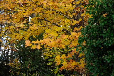 DSC_2653.JPG