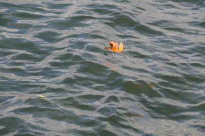 DSC_2742.JPG