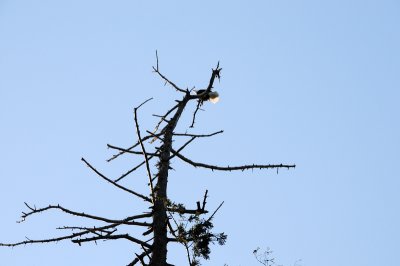 DSC_2920.JPG