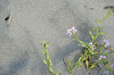 DSC_3173.JPG