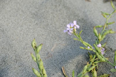 DSC_3174.JPG