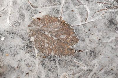DSC_5442.JPG