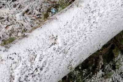 DSC_5510.JPG