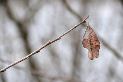 DSC_5530.JPG
