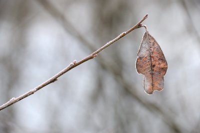 DSC_5531.JPG