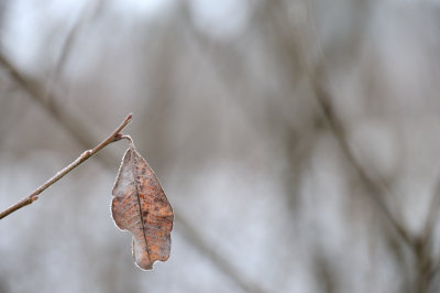 DSC_5533.JPG