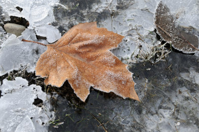 DSC_5552.JPG