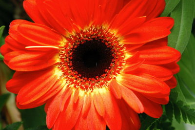 gerber_daisies