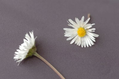 miscellaneous_flowers