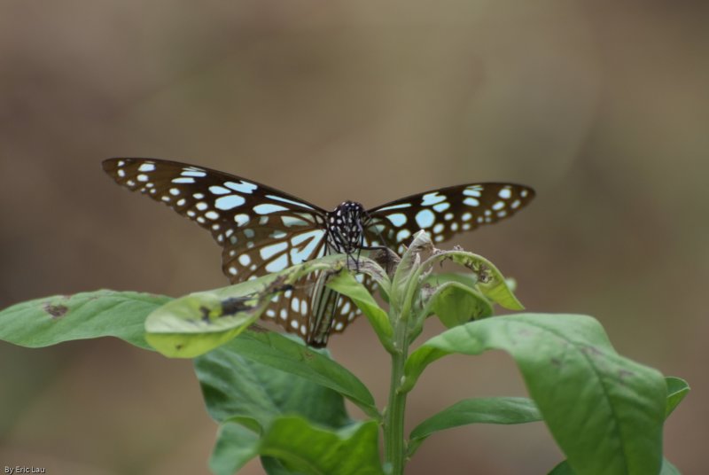 Fung Yuen Butterfly0030.jpg