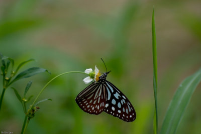 Fung Yuen Butterfly0014.jpg